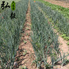 【弘毅六不用生态农场】六不用 顺季节 不盖地膜 洋葱5斤/份 商品缩略图3