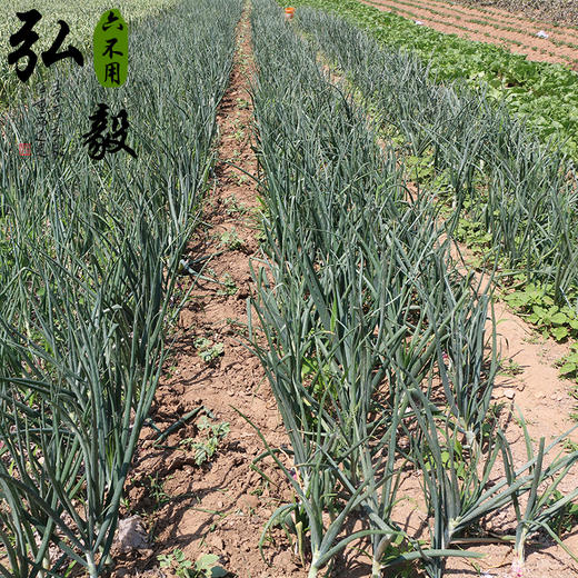 【弘毅六不用生态农场】六不用 顺季节 不盖地膜 洋葱5斤/份 商品图3