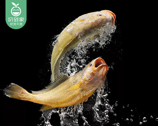 宁德野化冰鲜大黄鱼（杀完）/1份（2条，共350-400g） 商品图3