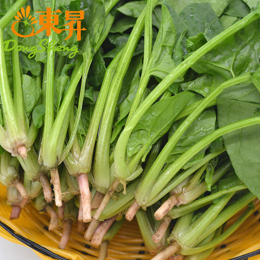 东升农场  供港菠菜苗 250G 广州蔬菜新鲜配送 商品图3