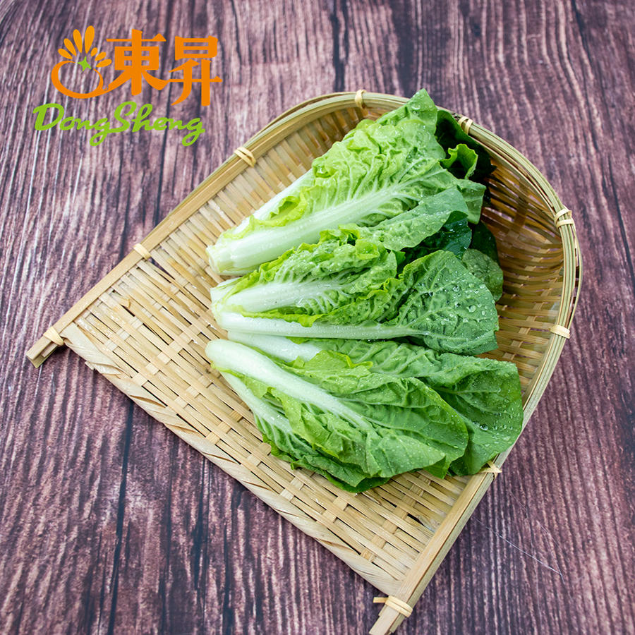 东升农场 宁夏杭白苗 青菜 油白菜 白菜秧 小白菜 新鲜蔬菜250g