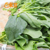 东升农场  供港菠菜苗 250G 广州蔬菜新鲜配送 商品缩略图4