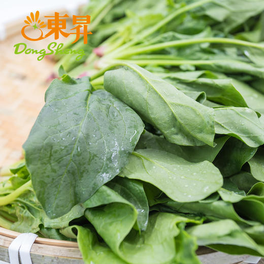 东升农场  供港菠菜苗 250G 广州蔬菜新鲜配送 商品图4
