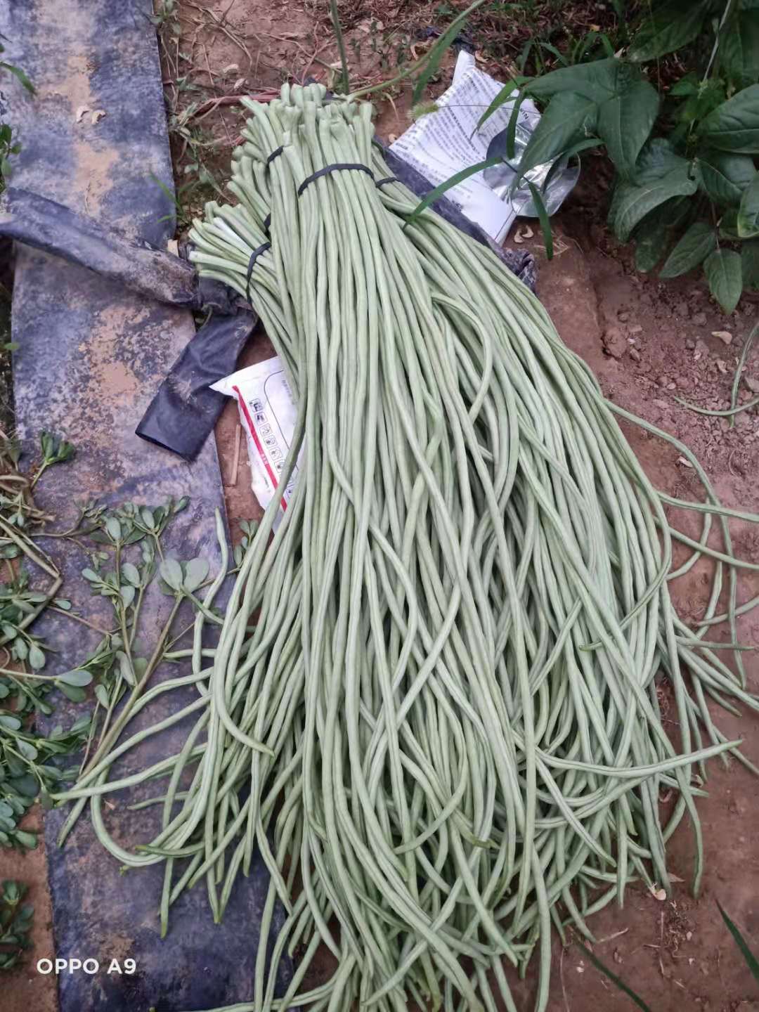 夏季棚室环境调控