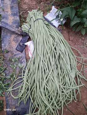 夏季棚室环境调控