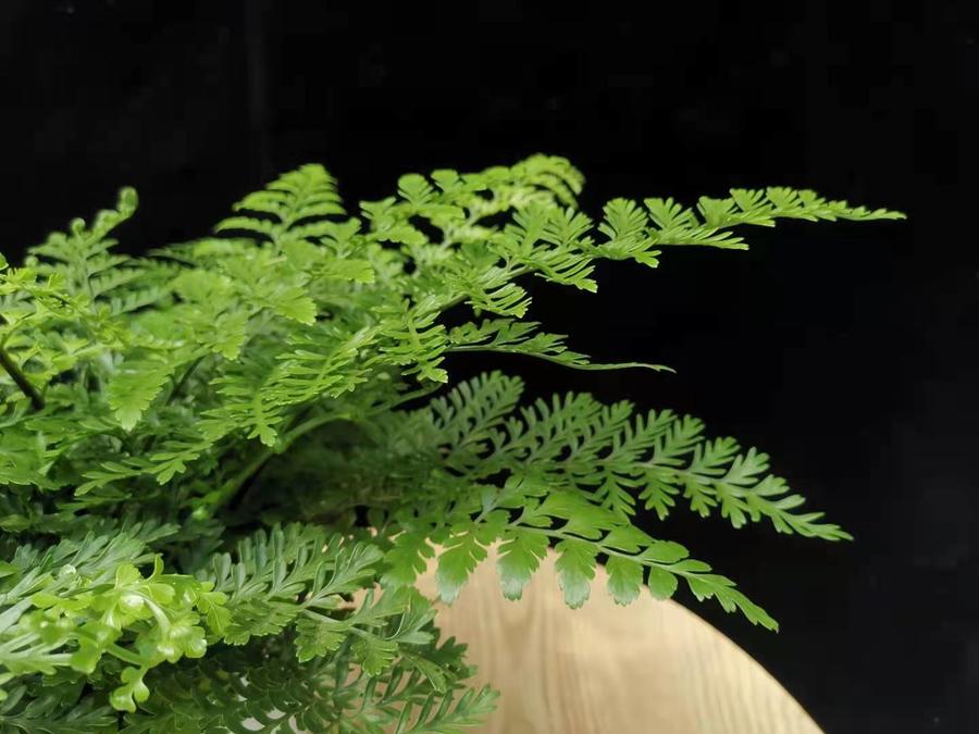 冬青蕨观叶绿植净化空气,吉姆蕨室内四季常青盆栽(全国包邮)