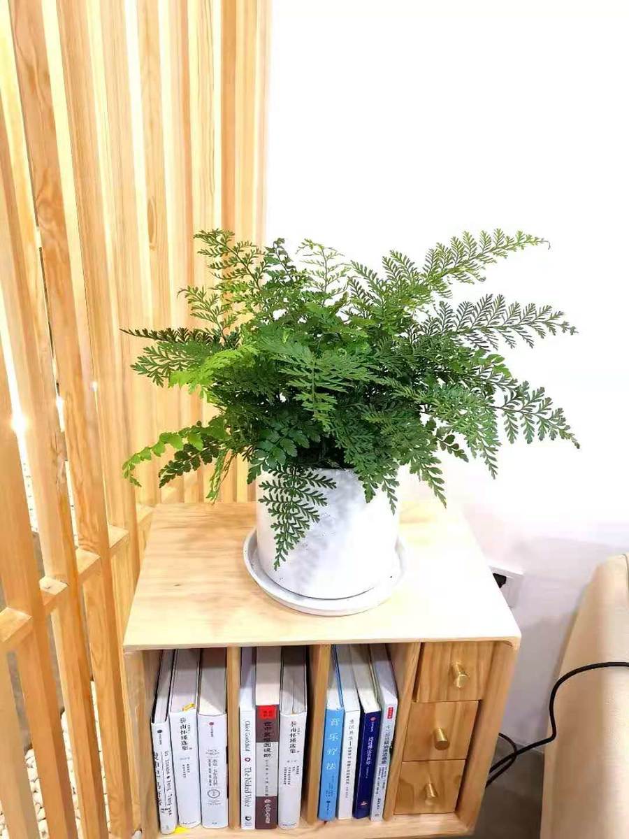 冬青蕨观叶绿植净化空气,吉姆蕨室内四季常青盆栽(全国包邮)