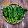 东升农场 供港芥兰 白花芥兰 芥蓝 广州蔬菜新鲜配送 300g 商品缩略图4