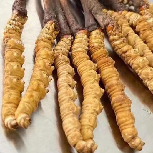 鸡鸭+鲜虫草福利套餐 商品图3