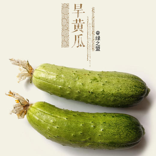 旱黄瓜/公斤@绿之盟农场 商品图0