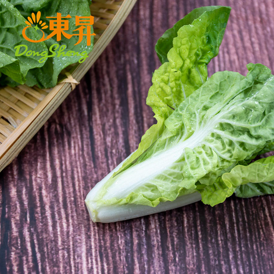 东升农场 宁夏杭白苗 青菜 油白菜 白菜秧 小白菜 新鲜蔬菜250g