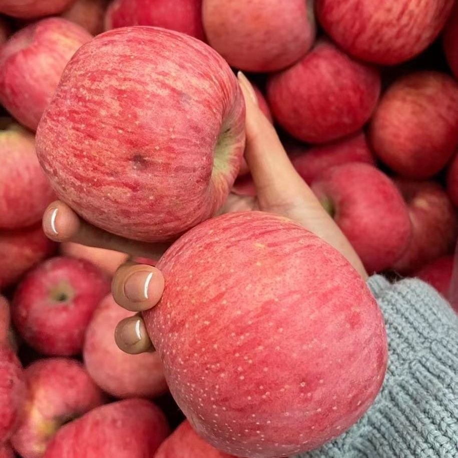 【助农】洛川冰雹苹果 5斤装