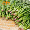 东升农场  供港菠菜苗 250G 广州蔬菜新鲜配送 商品缩略图1