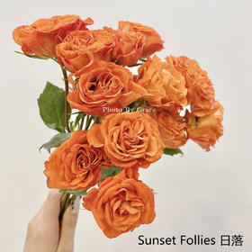 肯尼亚进口多头玫瑰花Sunset Follies 日落 12支