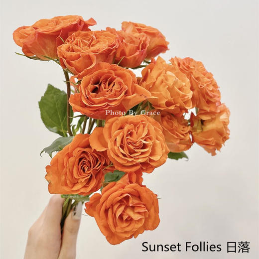 肯尼亚进口多头玫瑰花Sunset Follies 日落 12支 商品图0