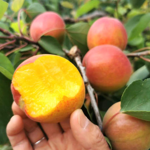 陕西梅杏【杏界王者】5斤 商品图2