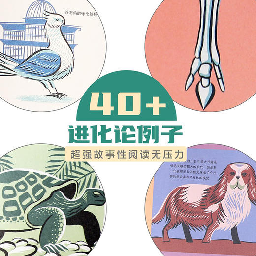 乐乐趣科普绘本-像伟人一样思考世界 达尔文与物种起源 商品图6