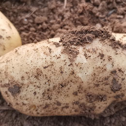 滕州土豆5斤 自然健康体系基地种植