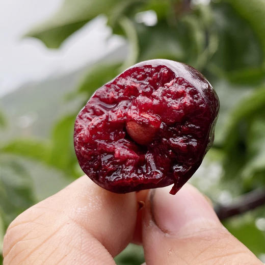 顺丰空运精品套袋四川汉源黑珍珠樱桃车厘子肉厚饱满酸甜可口新鲜直达