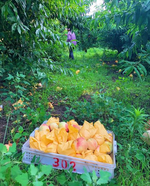 【现摘先发】爆款推荐 后湖水蜜桃精品12个装 单果4-5两 顺丰生鲜快递 商品图3