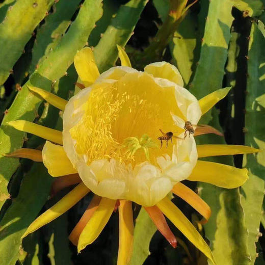 【燕窝果】哥伦比亚引种 海南首个基地种植，糖度值20+ 丝滑细嫩，入口即化，营养丰富！ 商品图7