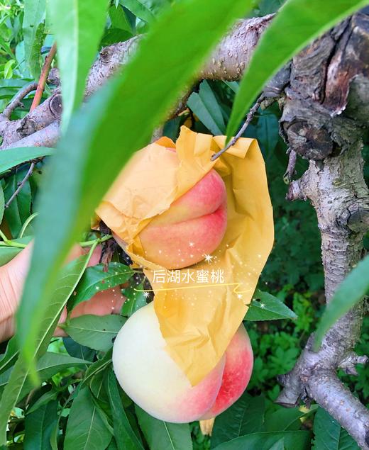 【现摘先发】爆款推荐 后湖水蜜桃精品12个装 单果4-5两 顺丰生鲜快递 商品图1