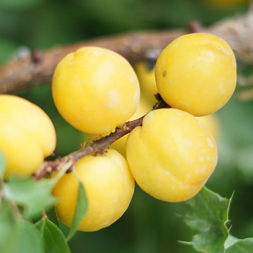 【新疆好物】新疆小白杏 2斤/3斤/4斤礼盒 商品图3