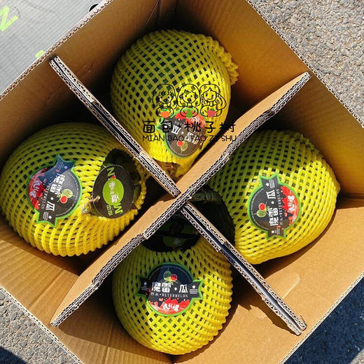 魔雷瓜西瓜爽到爆一藤一瓜甜