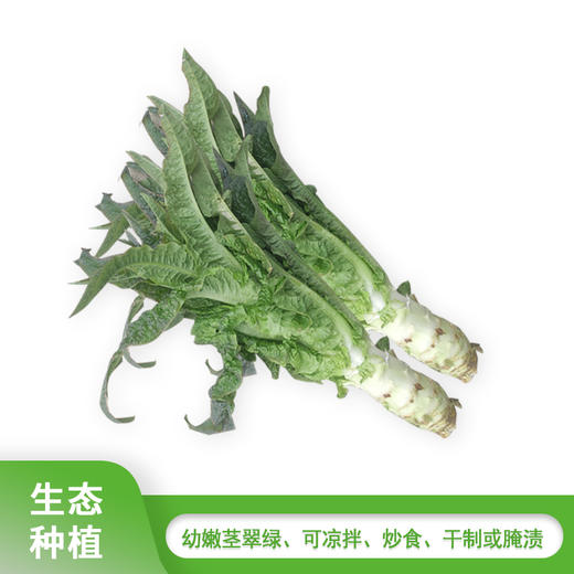 莴苣550g-650g 商品图0