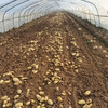 滕州土豆5斤 自然健康体系基地种植 商品缩略图1