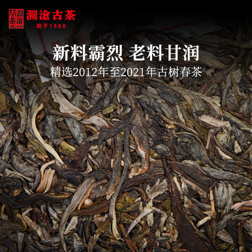 澜沧古茶2021年55周年四喜贡瓜（一季）布朗山金瓜普洱茶生茶金瓜1000g 商品图3