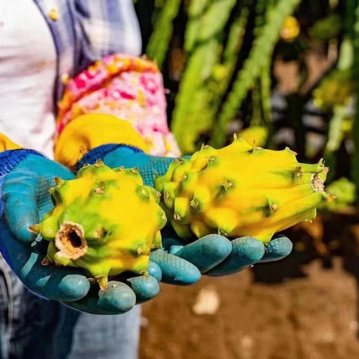 【燕窝果】哥伦比亚引种 海南首个基地种植，糖度值20+ 丝滑细嫩，入口即化，营养丰富！ 商品图4