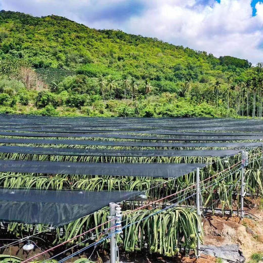 【燕窝果】哥伦比亚引种 海南首个基地种植，糖度值20+ 丝滑细嫩，入口即化，营养丰富！ 商品图5