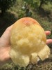 【现摘先发】爆款推荐 后湖水蜜桃精品12个装 单果4-5两 顺丰生鲜快递 商品缩略图6