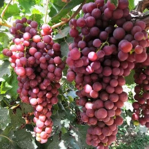 新疆季新疆葡萄王玻璃脆净重4斤