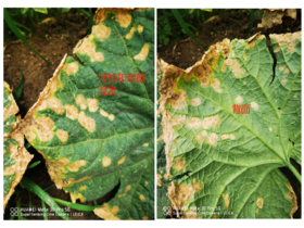 炭疽病和叶枯混发的症状和防治