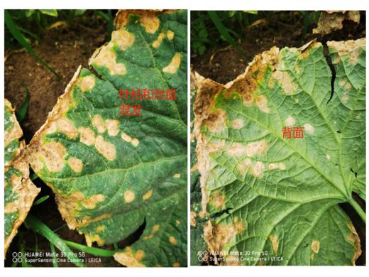 炭疽病和叶枯混发的症状和防治 商品图0
