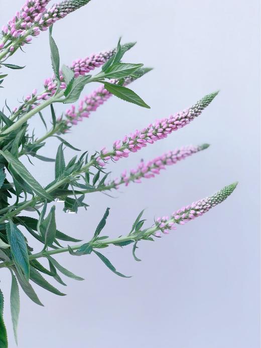 【周四团购】鼠尾10枝39.8元 2人拼团 商品图2