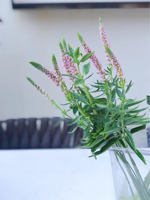 【周四团购】鼠尾10枝39.8元 2人拼团 商品图0