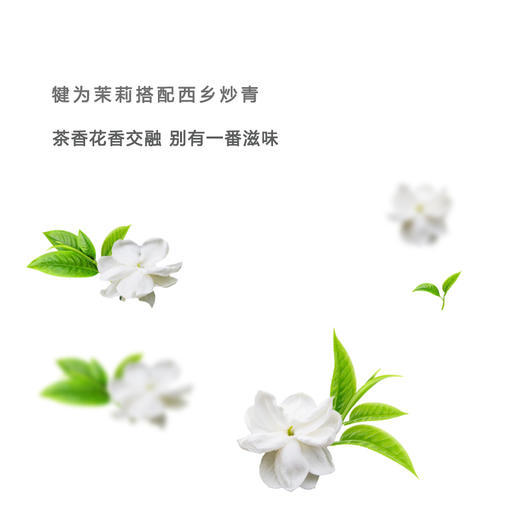 【质农】东裕特级茉莉绿茶125克罐装 茶香与花香交融 回味无穷 商品图3
