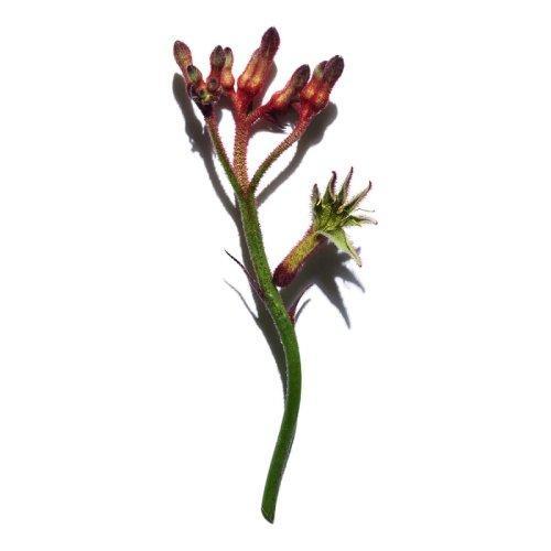 Clarins娇韵诗焕颜弹力精华50ML 商品图2