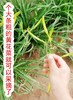 丨生态丨干黄花菜1斤 自然晒干 拒绝硫磺熏 自然农耕种植，无除草，无农药化肥，靠天收成 商品缩略图5
