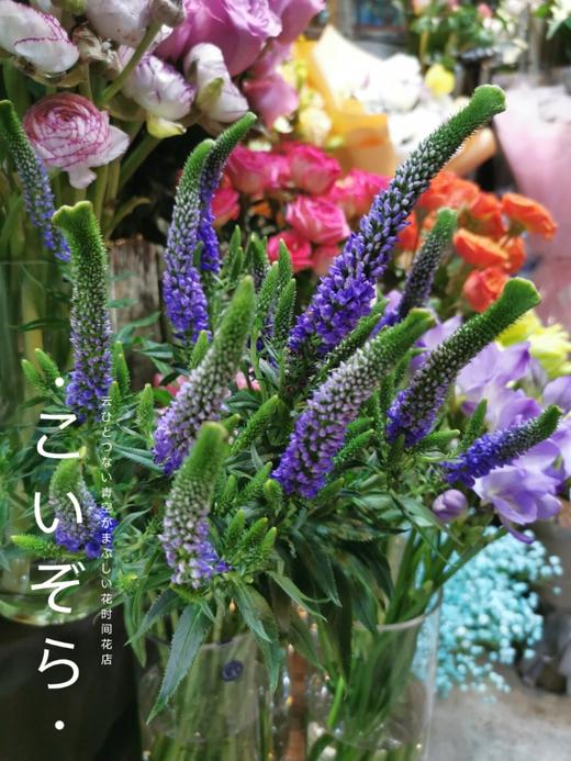 【周四团购】鼠尾10枝39.8元 2人拼团 商品图3