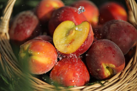 玄武黄桃 4斤16枚 商品图0