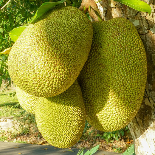 特惠泰国红肉菠萝蜜