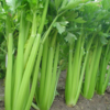 生态西芹  | 口感爽脆 味道鲜美 |石嫣农场 *Celery 商品缩略图1