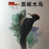 黑啄木鸟 商品缩略图0