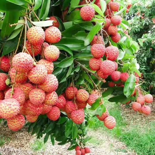 桂味荔枝 商品图3