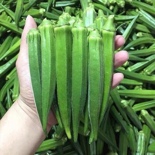 头茬水果秋葵23斤装