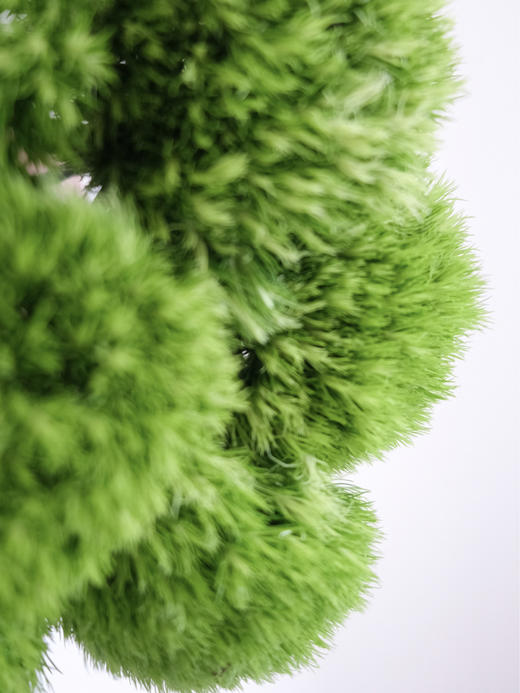 【周四秒杀】绿石竹球5枝39.8元 商品图1